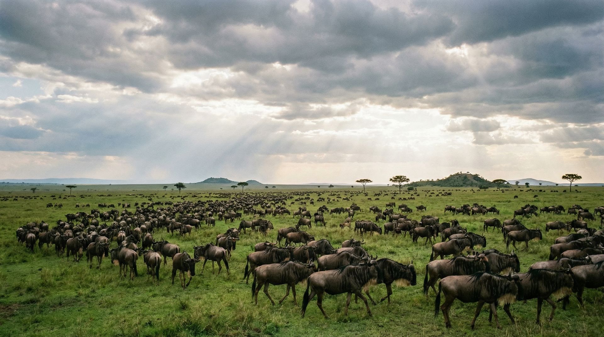 Panoramic view of the vast Serengeti plains covered with an endless herd of wildebeest