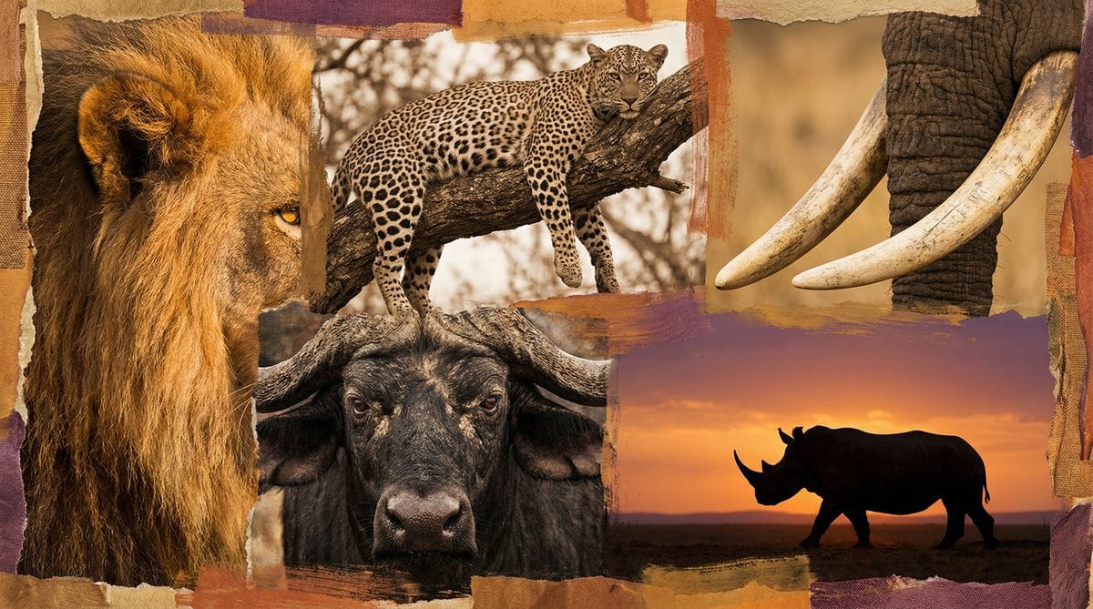 In Search of the Big Five: Africa's Most Iconic Wildlife