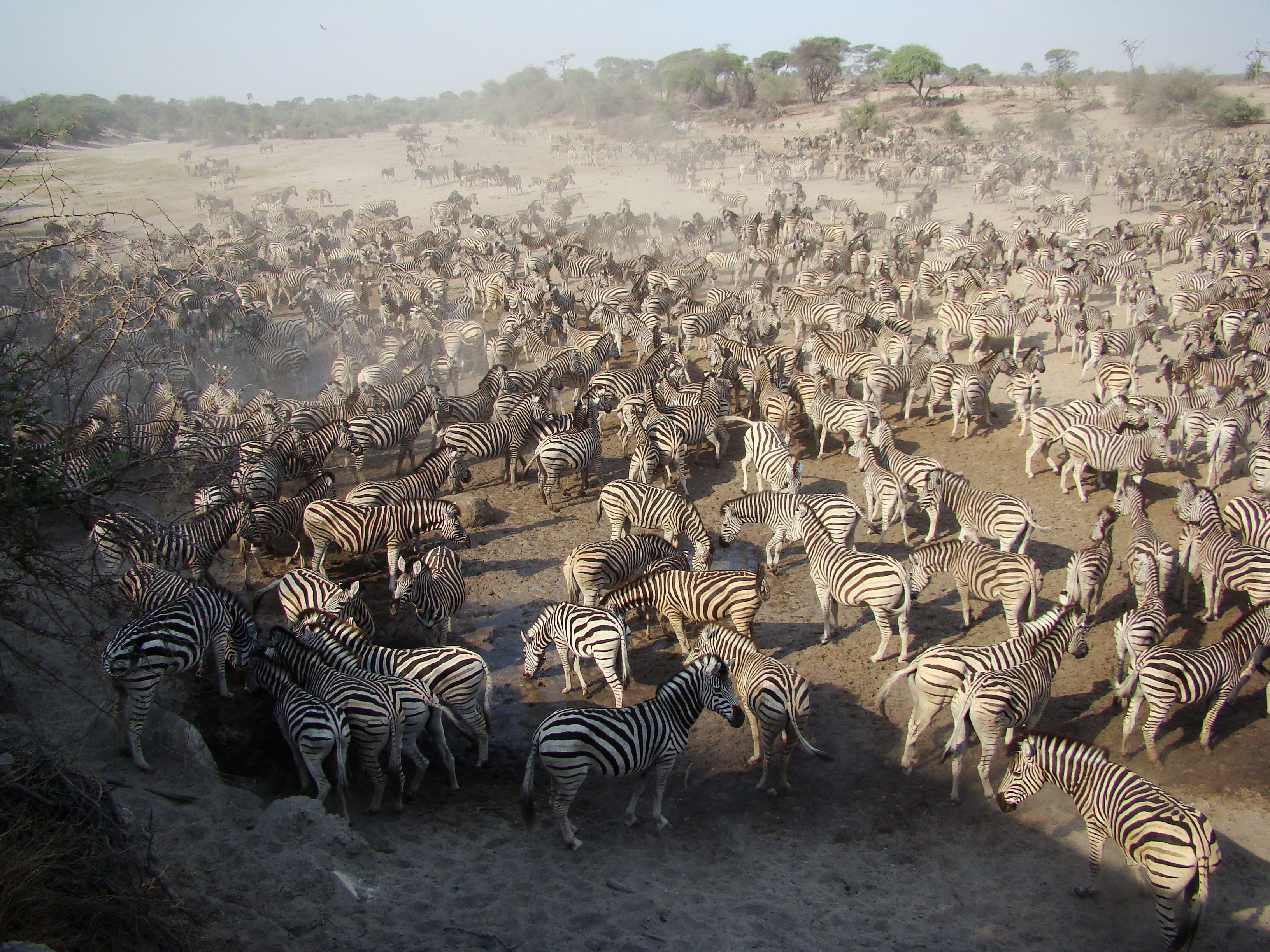 Zebra Migration