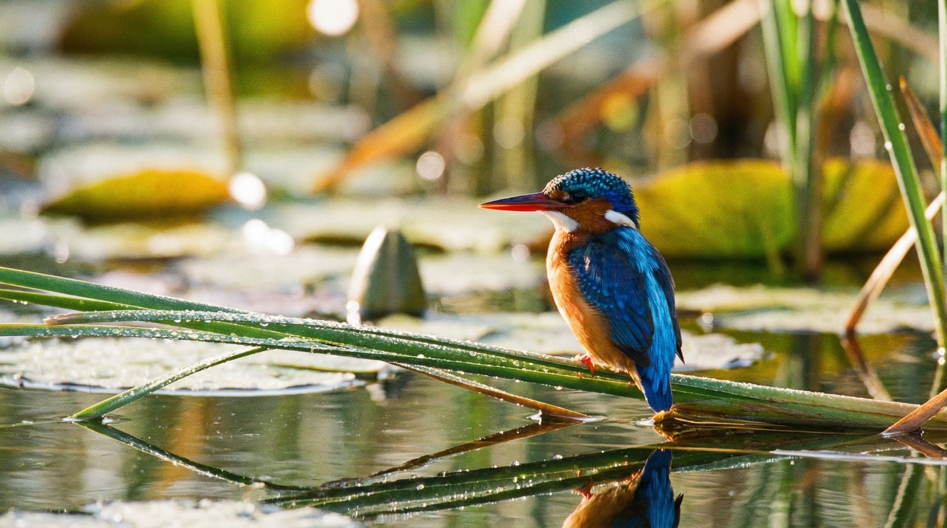 Vibrant Malachite Kingfisher perched on a reed above water